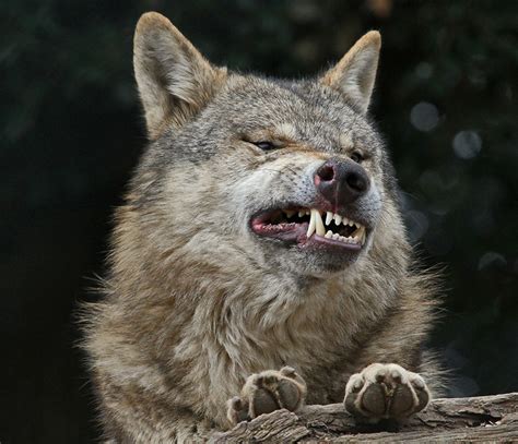 狼的牙齒